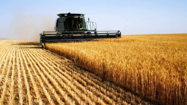 Сосредоточенность на зерне и масле: анализ рынка растениеводства в Украине